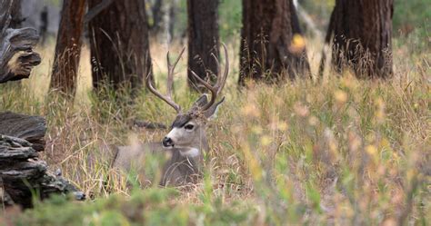 SDGFP Opens More Nonresident Opportunities To Hunt .